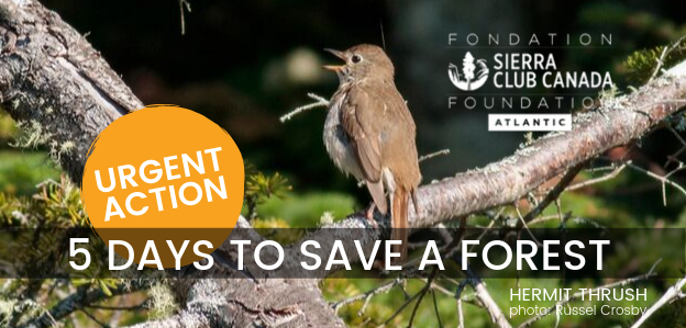 Take Action To Save Migratory Birds In Nova Scotia