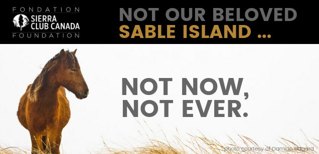 Not Sable Island. Not Now. Not Ever.
