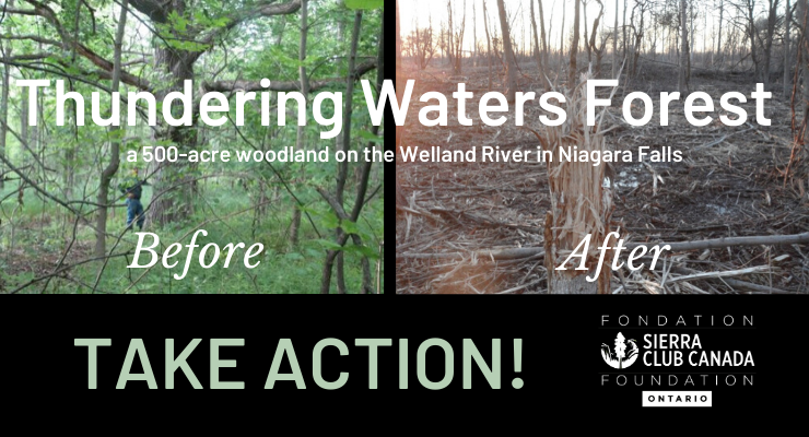 Thundering Waters Forest - before and after images