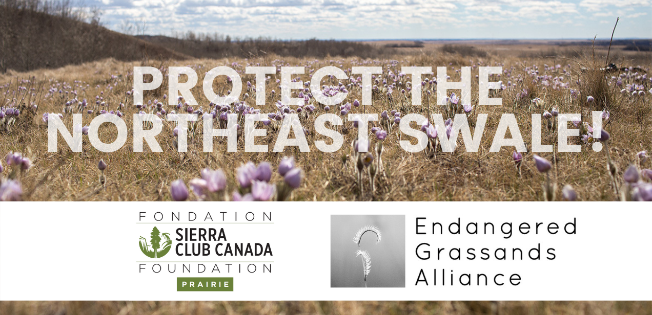 Protect The Northeast Swale