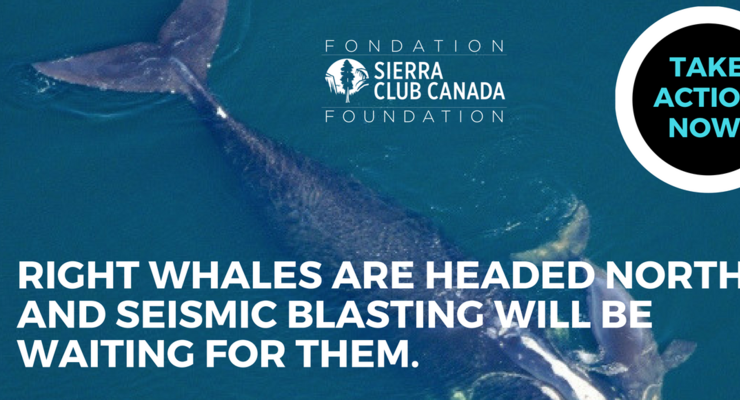 Right whales are headed north and seismic blasting will be waiting for them.