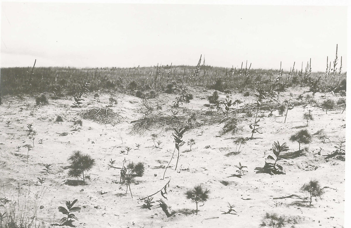 1905 photo of trees planted at the farm owned by Francis Squair