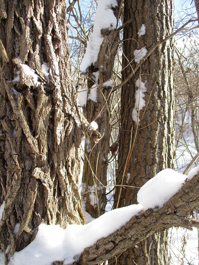 Giant Eastern Cottonwood Trees in Thundering Waters Forest wrongly designated for paving over by claims of Green Ash domination. Photo: Martin Munoz.