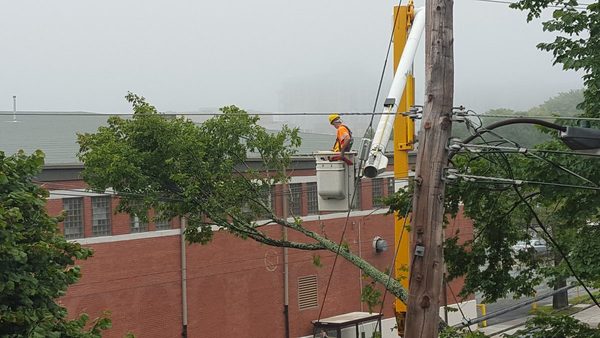 A tree in Halifax receives maintenance after a branch is dislodged in a storm