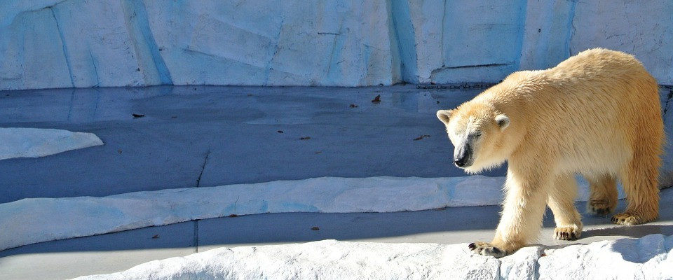 Polar bear on ice