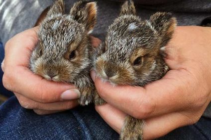 Baby Snowshoe Hares. Photos courtesy of Sophia Lavergne http://sophialav.weebly.com/ 