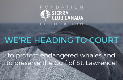 We're going to court to protect endangered whales and to preserve the Gulf of St. Lawrence
