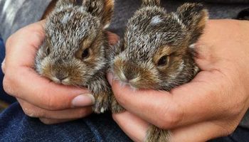 Baby Snowshoe Hares. Photos courtesy of Sophia Lavergne http://sophialav.weebly.com/ 