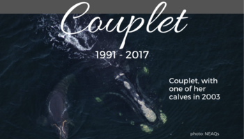 Couplet  1991-2017