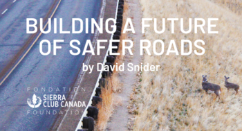 Building a Future of Safer Roads - deer near a highway